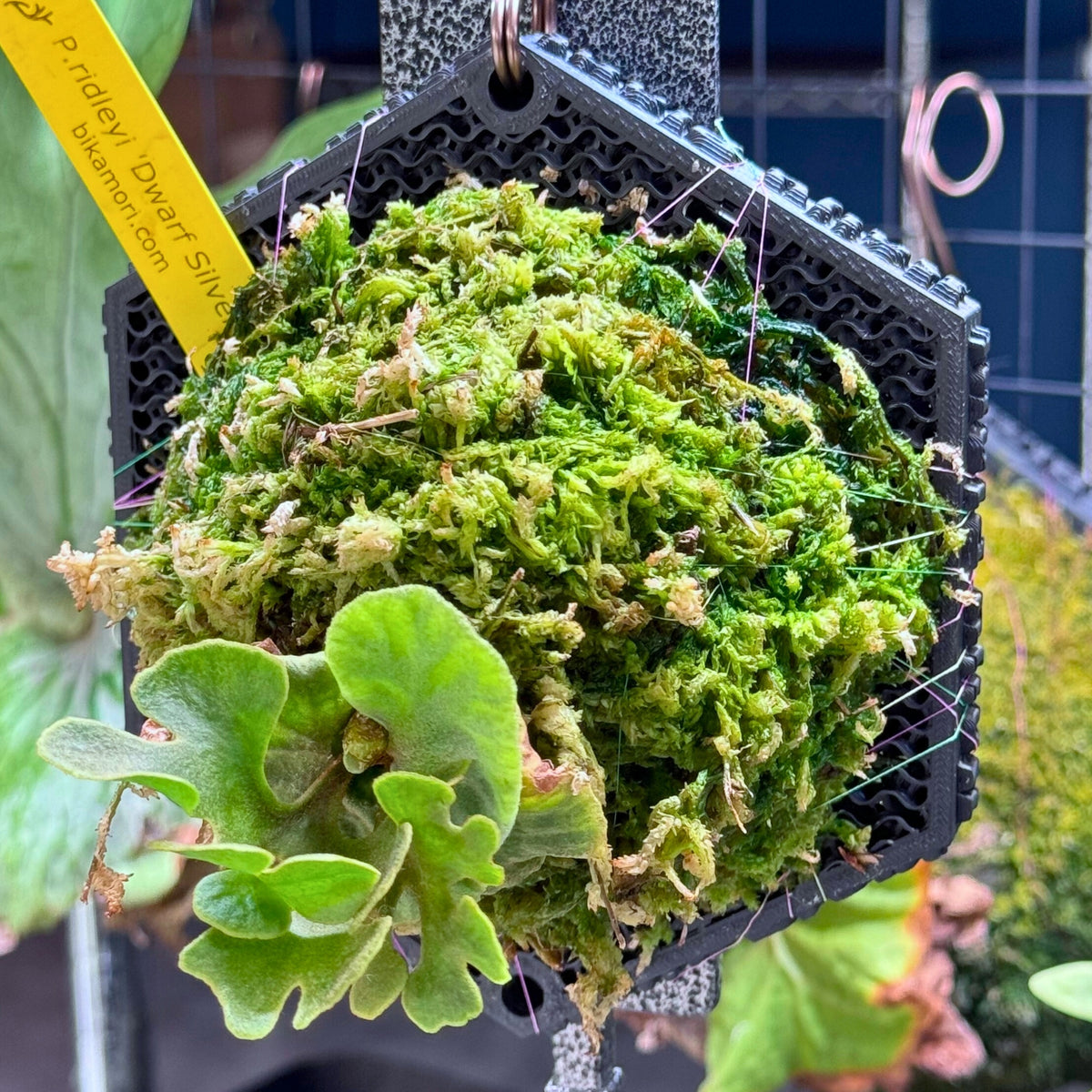 Kaiju Plant ビカク Bang S【Shopify限定】
