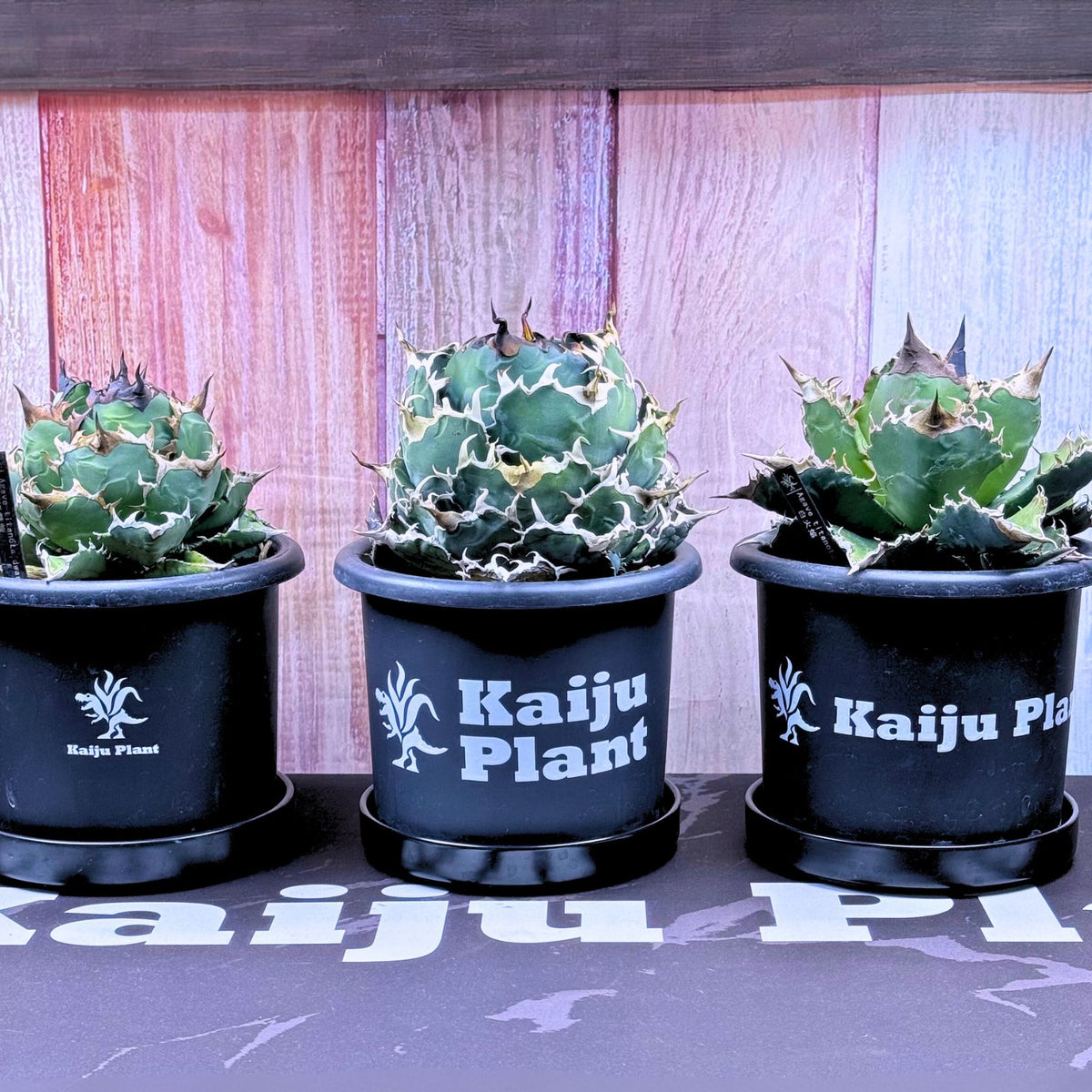 Kaiju Plant ブランドロゴステッカー