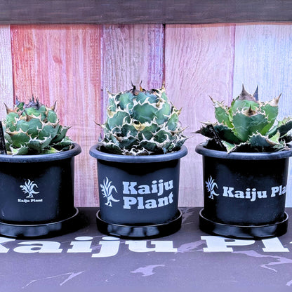 Kaiju Plant ブランドロゴステッカー