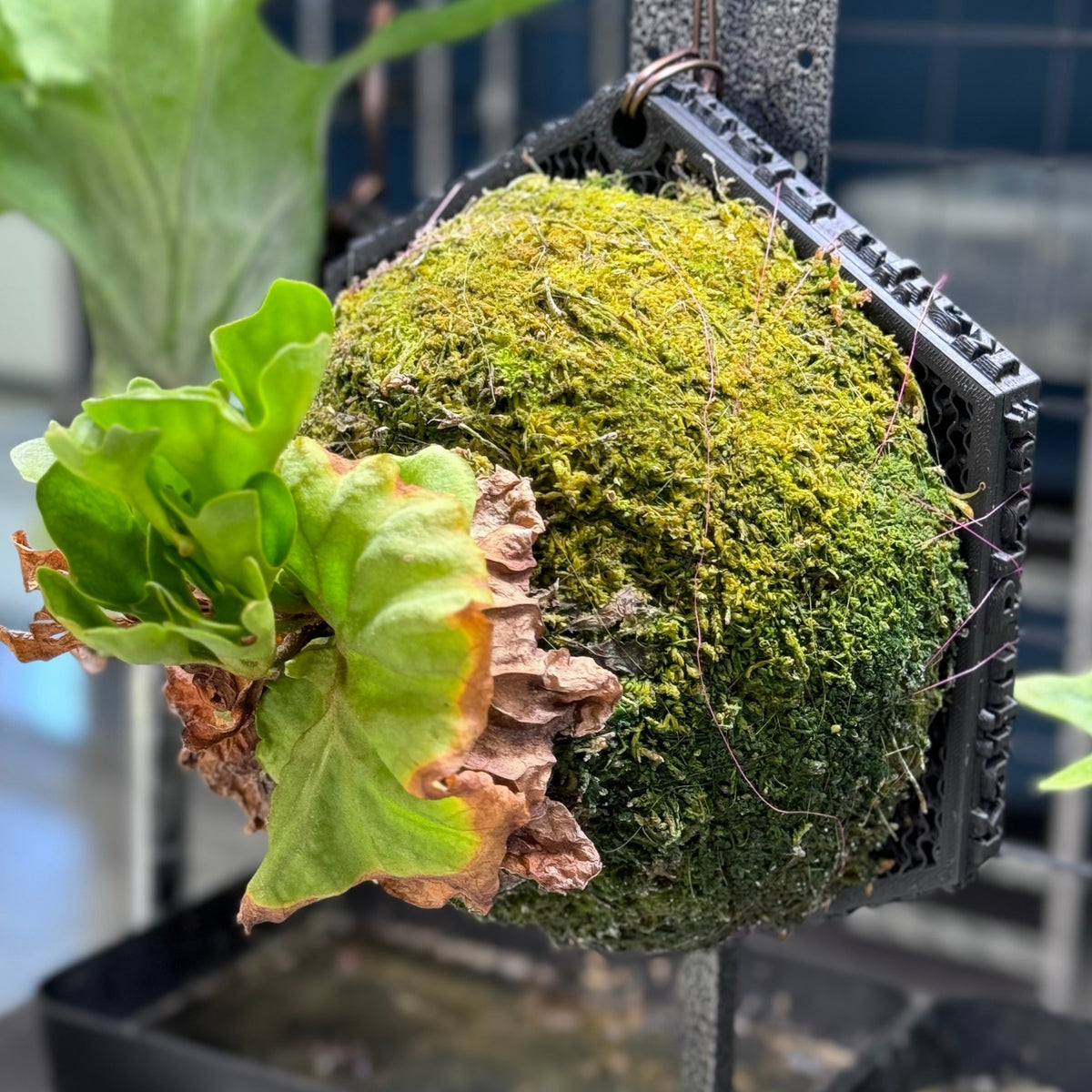 Kaiju Plant ビカク Bang M【Shopify限定】