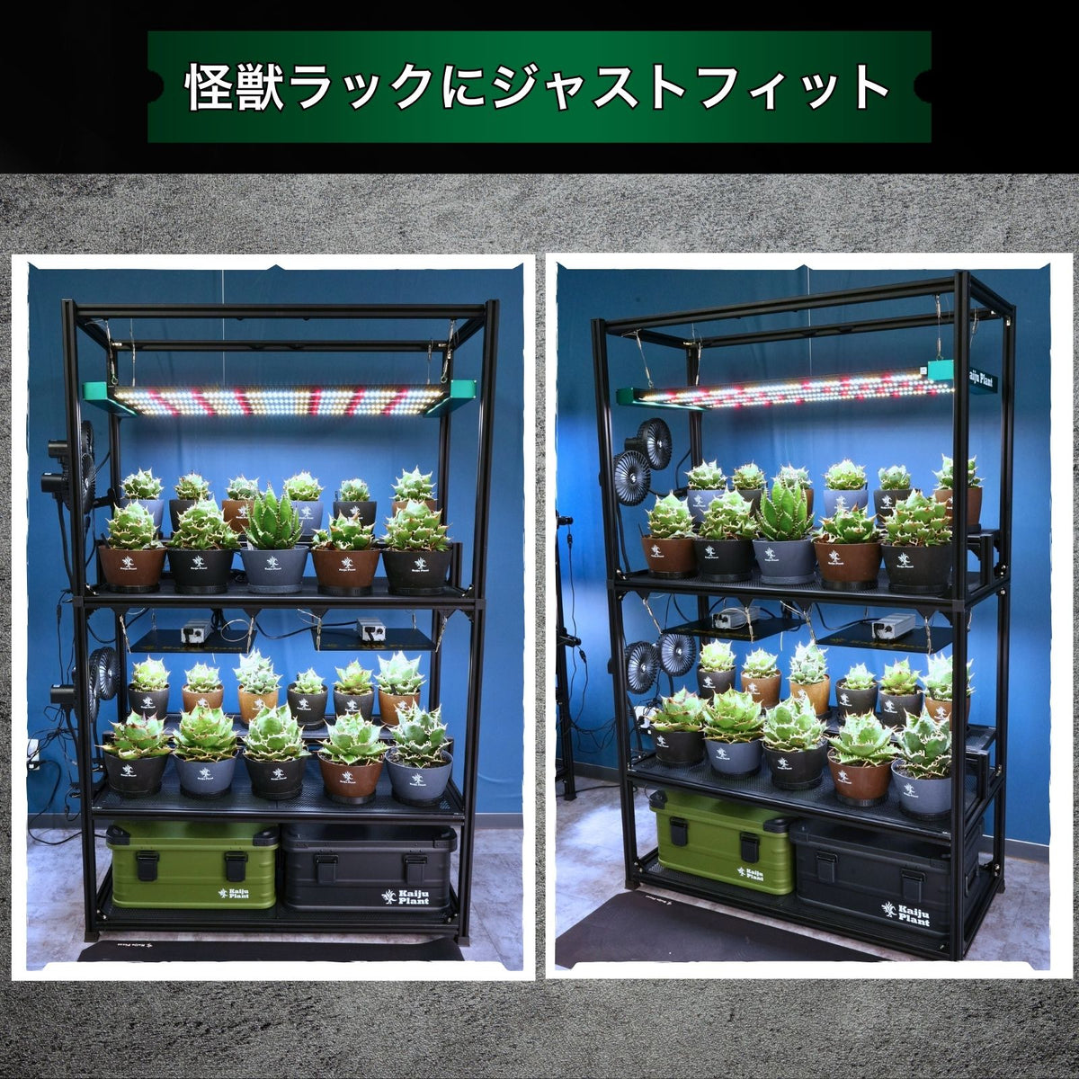 Kaiju Plant 怪獣メガフレア 300W