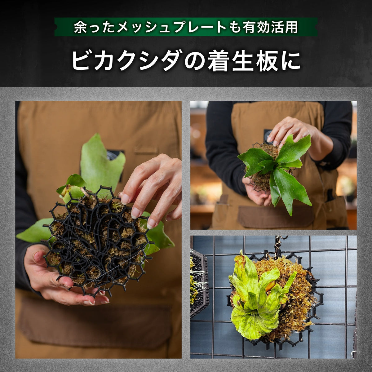 Kaiju Plant 怪獣ソーサー Eco