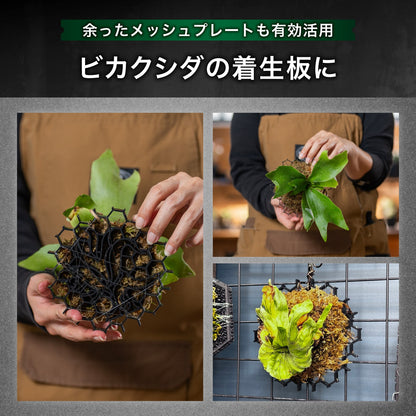 Kaiju Plant 怪獣ソーサー Eco