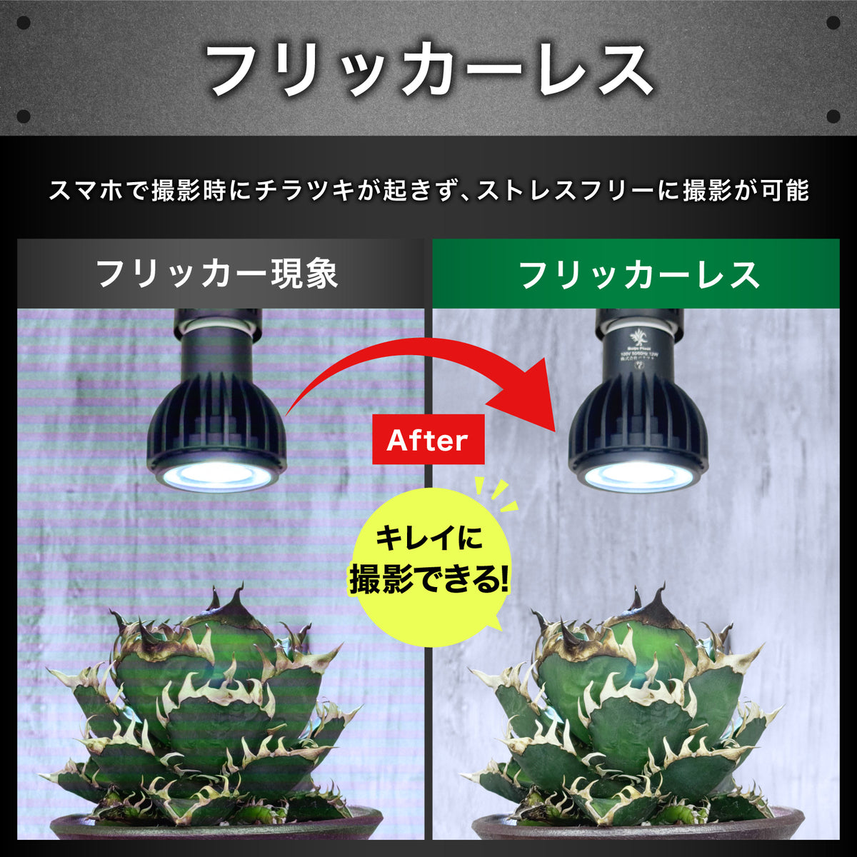 Kaiju Plant 怪獣ビーム HIGH 25W