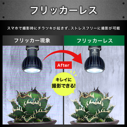 Kaiju Plant 怪獣ビーム HIGH 25W