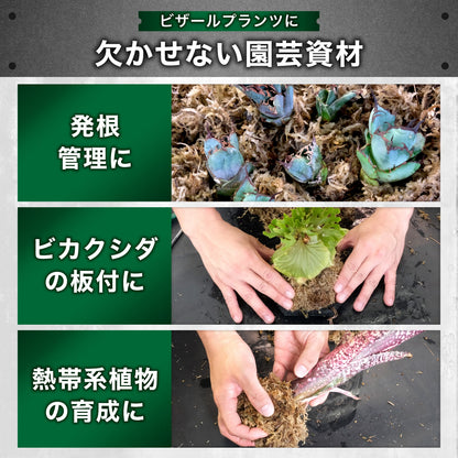Kaiju Plant 怪獣モス 150g
