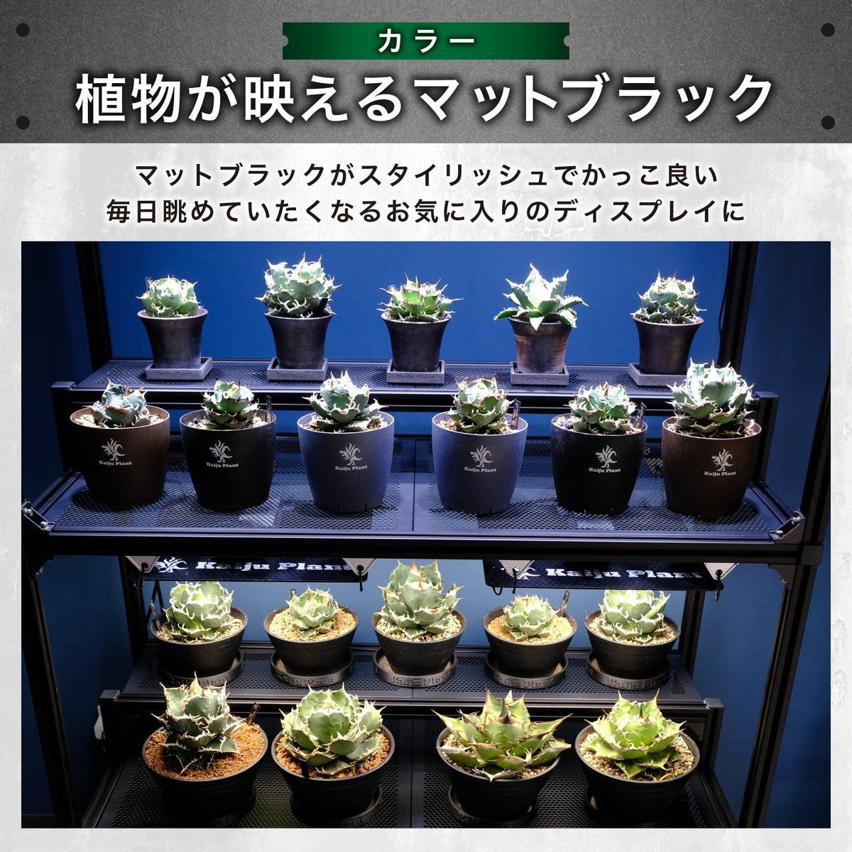 Kaiju Plant 怪獣ラック