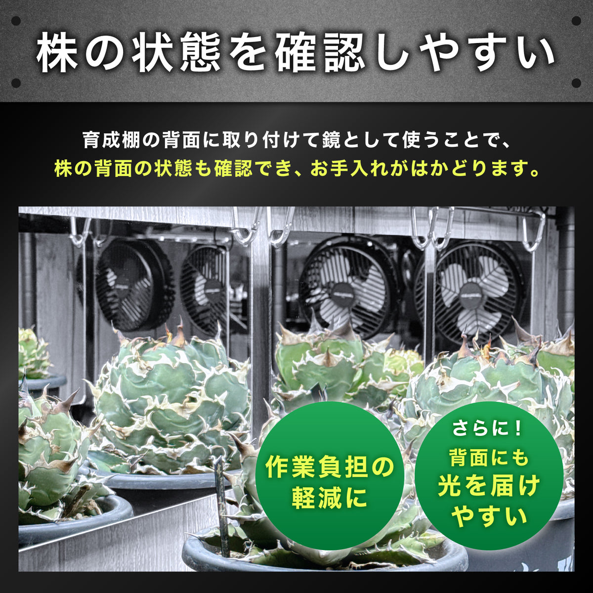 Kaiju Plant 怪獣シェード