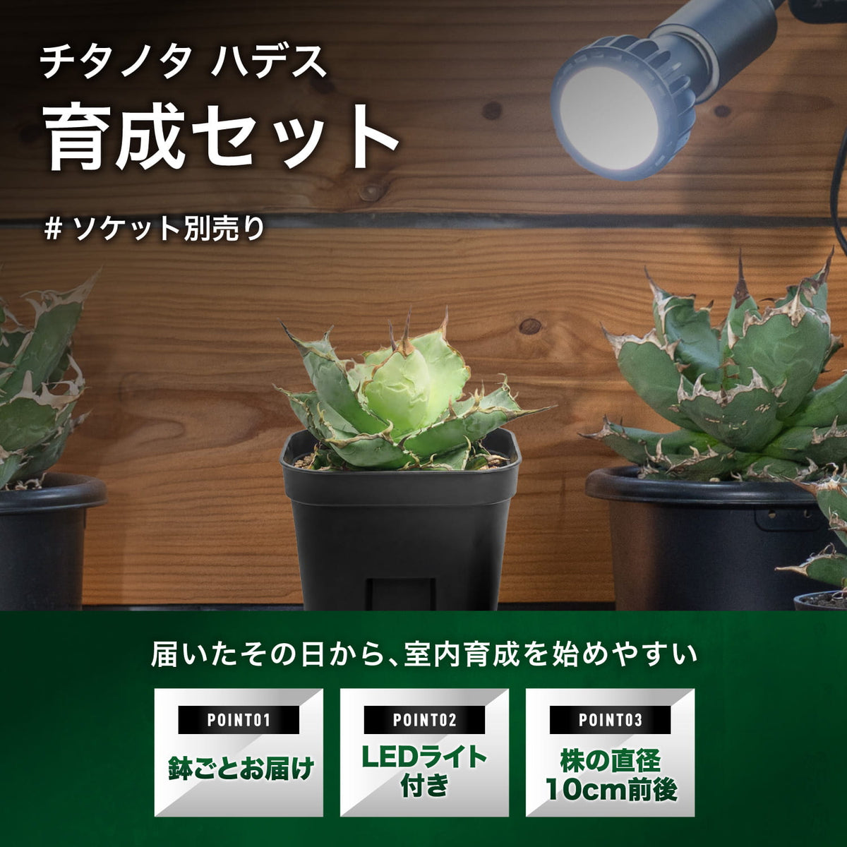 チタノタ ハデス育成セットの特長