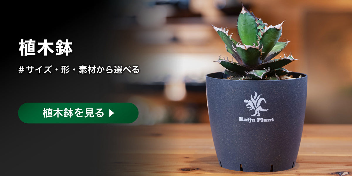 植木鉢を見る
