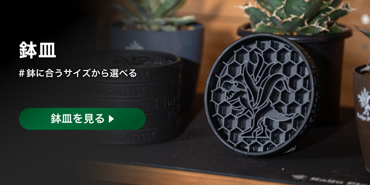 鉢皿を見る