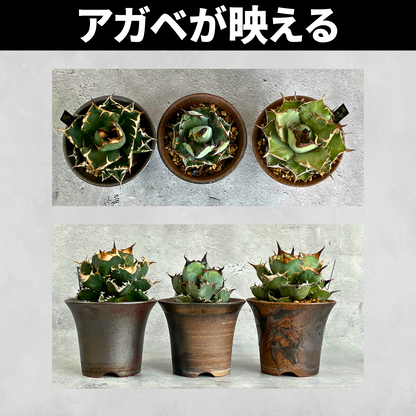 Kaiju Plant 萬古焼ラッパ鉢 3.5号